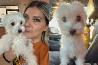 Illustration de l'article : Une conversation entendue par hasard au refuge sauve un chien &acirc;g&eacute; et lui offre une fin de vie pleine d'amour