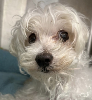 Illustration de l'article : Une conversation entendue par hasard au refuge sauve un chien &acirc;g&eacute; et lui offre une fin de vie pleine d'amour