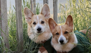 Illustration de l'article : &laquo; Il a senti que Jono n&rsquo;allait pas bien&hellip; &raquo;, un Corgi grognon surprend sa famille en r&eacute;confortant son fr&egrave;re malade (vid&eacute;o)