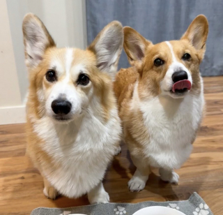 Illustration de l'article : &laquo; Il a senti que Jono n&rsquo;allait pas bien&hellip; &raquo;, un Corgi grognon surprend sa famille en r&eacute;confortant son fr&egrave;re malade (vid&eacute;o)