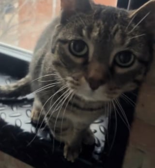 Illustration de l'article : Cette chatte qui boite semble bless&eacute;e &agrave; la patte mais n'est en fait qu'une "excellente actrice" avide d'attention (vid&eacute;o)