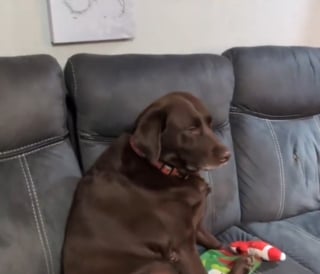 Illustration de l'article : Cette chienne pense &ecirc;tre la seule &agrave; ne pas avoir de cadeau mais ses yeux s'illuminent d&egrave;s qu'on lui tend sa surprise (vid&eacute;o) 