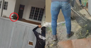 Illustration de l'article : Arm&eacute;e de filets, une &eacute;quipe traque un chien en d&eacute;tresse dont la t&ecirc;te est coinc&eacute;e dans un bocal