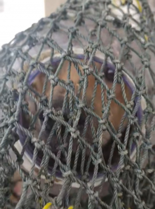 Illustration de l'article : Arm&eacute;e de filets, une &eacute;quipe traque un chien en d&eacute;tresse dont la t&ecirc;te est coinc&eacute;e dans un bocal