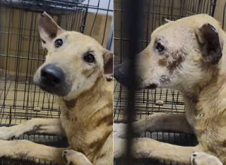 Illustration de l'article : Arm&eacute;e de filets, une &eacute;quipe traque un chien en d&eacute;tresse dont la t&ecirc;te est coinc&eacute;e dans un bocal