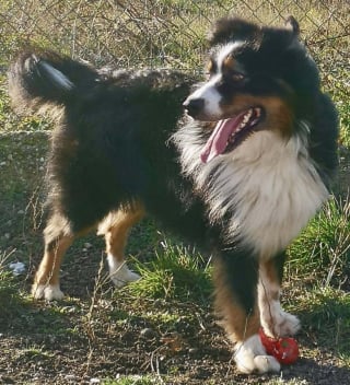 Illustration de l'article : Un Berger Australien attend pendant une semaine le retour de son propri&eacute;taire, parti vivre ailleurs en le laissant face &agrave; la solitude