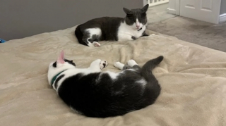 Illustration de l'article : Apr&egrave;s des semaines de souffrance, ce chat &agrave; la malformation nasale trouve enfin la tendresse qui lui manquait