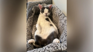 Illustration de l'article : Apr&egrave;s des semaines de souffrance, ce chat &agrave; la malformation nasale trouve enfin la tendresse qui lui manquait