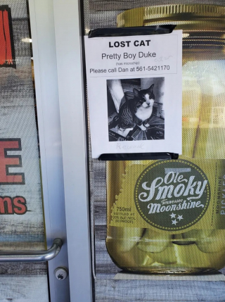 Illustration de l'article : Il effectue un long p&eacute;riple en pla&ccedil;ant tous ses espoirs dans une ultime tentative de recherche de son chat disparu depuis 5 semaines