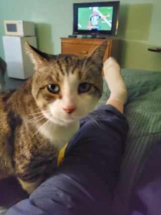 Illustration de l'article : Il effectue un long p&eacute;riple en pla&ccedil;ant tous ses espoirs dans une ultime tentative de recherche de son chat disparu depuis 5 semaines