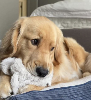Illustration de l'article : &laquo; C'est un vrai gentleman &raquo;, ce petit Golden Retriever sait demander des c&acirc;lins avec une politesse exemplaire (vid&eacute;o)