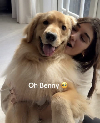 Illustration de l'article : &laquo; C'est un vrai gentleman &raquo;, ce petit Golden Retriever sait demander des c&acirc;lins avec une politesse exemplaire (vid&eacute;o)