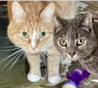 Illustration de l'article : &laquo; Besoin l'une de l'autre &raquo;, une chatte guide son amie aveugle et trouve en elle un soutien &eacute;motionnel