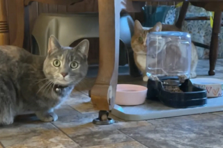 Illustration de l'article : &laquo; Besoin l'une de l'autre &raquo;, une chatte guide son amie aveugle et trouve en elle un soutien &eacute;motionnel