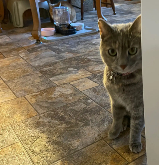 Illustration de l'article : &laquo; Besoin l'une de l'autre &raquo;, une chatte guide son amie aveugle et trouve en elle un soutien &eacute;motionnel