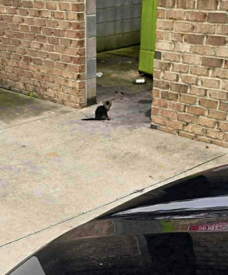 Illustration de l'article : Un homme sauve un chaton errant et le remet &agrave; sa fille b&eacute;n&eacute;vole dans une association, mais se rend compte qu'il ne peut plus vivre sans lui