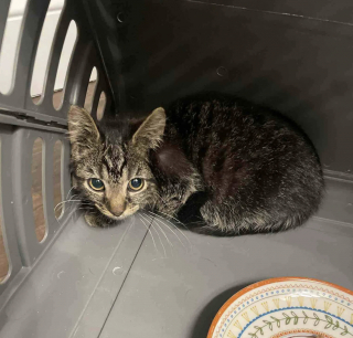 Illustration de l'article : Un homme sauve un chaton errant et le remet &agrave; sa fille b&eacute;n&eacute;vole dans une association, mais se rend compte qu'il ne peut plus vivre sans lui