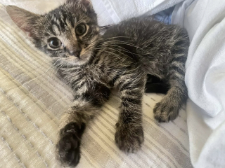 Illustration de l'article : Un homme sauve un chaton errant et le remet &agrave; sa fille b&eacute;n&eacute;vole dans une association, mais se rend compte qu'il ne peut plus vivre sans lui