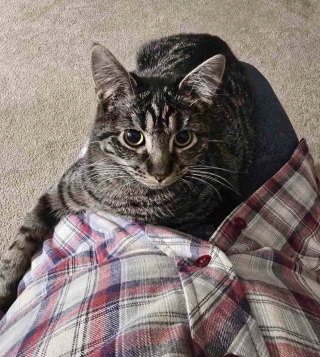 Illustration de l'article : Un homme sauve un chaton errant et le remet &agrave; sa fille b&eacute;n&eacute;vole dans une association, mais se rend compte qu'il ne peut plus vivre sans lui