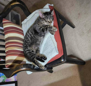 Illustration de l'article : Un homme sauve un chaton errant et le remet &agrave; sa fille b&eacute;n&eacute;vole dans une association, mais se rend compte qu'il ne peut plus vivre sans lui