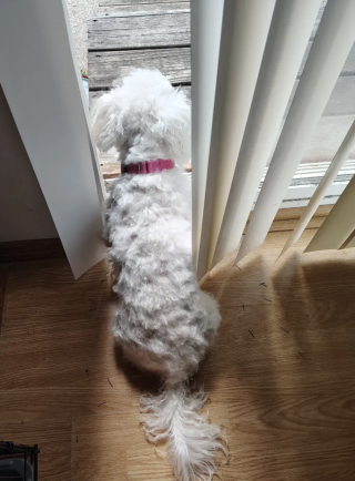 Illustration de l'article : Enferm&eacute;e pendant 8 ans dans un &eacute;levage intensif, cette petite chienne encha&icirc;ne les d&eacute;couvertes et apprend enfin la vie de famille