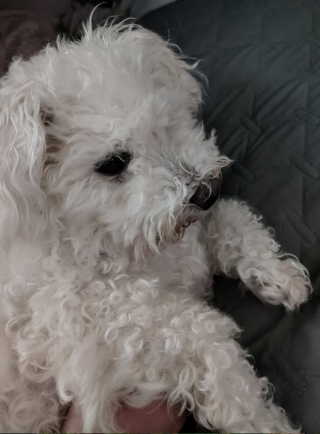 Illustration de l'article : Enferm&eacute;e pendant 8 ans dans un &eacute;levage intensif, cette petite chienne encha&icirc;ne les d&eacute;couvertes et apprend enfin la vie de famille