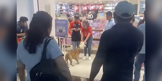 Illustration de l'article : Un chien errant vole une peluche dans un magasin, des clients se cotisent pour la lui offrir comme cadeau (vid&eacute;o)