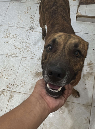 Illustration de l'article : Un chien errant vole une peluche dans un magasin, des clients se cotisent pour la lui offrir comme cadeau (vid&eacute;o)