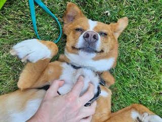 Illustration de l'article : Avant de faire ses adieux car gravement malade, ce chien distribue friandises et affection lors d'une petite f&ecirc;te &eacute;mouvante