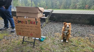 Illustration de l'article : Avant de faire ses adieux car gravement malade, ce chien distribue friandises et affection lors d'une petite f&ecirc;te &eacute;mouvante