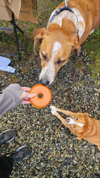 Illustration de l'article : Avant de faire ses adieux car gravement malade, ce chien distribue friandises et affection lors d'une petite f&ecirc;te &eacute;mouvante