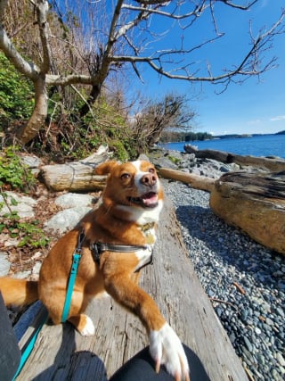 Illustration de l'article : Avant de faire ses adieux car gravement malade, ce chien distribue friandises et affection lors d'une petite f&ecirc;te &eacute;mouvante