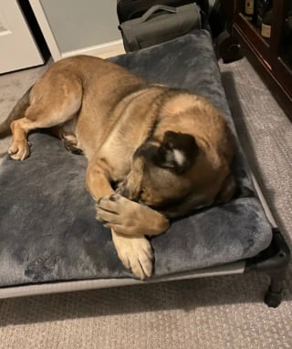 Illustration de l'article : Ce chien affect&eacute; par une adoption rat&eacute;e fait ses preuves en passant la nuit chez une b&eacute;n&eacute;vole et retrouve l'espoir d'une nouvelle chance