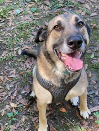 Illustration de l'article : Ce chien affect&eacute; par une adoption rat&eacute;e fait ses preuves en passant la nuit chez une b&eacute;n&eacute;vole et retrouve l'espoir d'une nouvelle chance