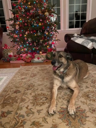 Illustration de l'article : Ce chien affect&eacute; par une adoption rat&eacute;e fait ses preuves en passant la nuit chez une b&eacute;n&eacute;vole et retrouve l'espoir d'une nouvelle chance