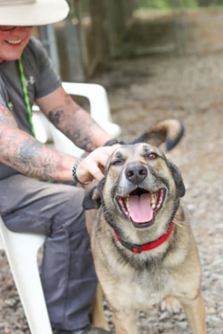 Illustration de l'article : Ce chien affect&eacute; par une adoption rat&eacute;e fait ses preuves en passant la nuit chez une b&eacute;n&eacute;vole et retrouve l'espoir d'une nouvelle chance