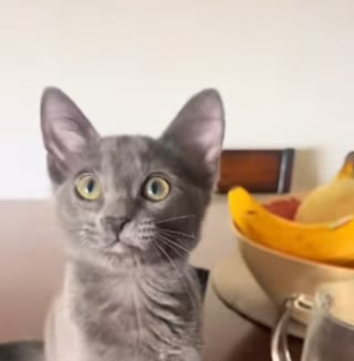 Illustration de l'article : Elle voulait une copine pour sa chatte c&acirc;line, elle se retrouve avec une tornade incontr&ocirc;lable &agrave; la maison (vid&eacute;o)