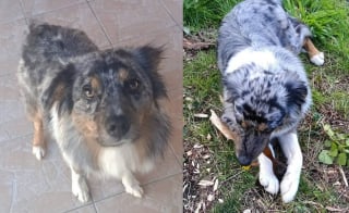 Illustration de l'article : Pi&eacute;g&eacute;e par une fausse caresse, cette chienne est vol&eacute;e sous les yeux de ses ma&icirc;tres en pleine f&ecirc;te foraine