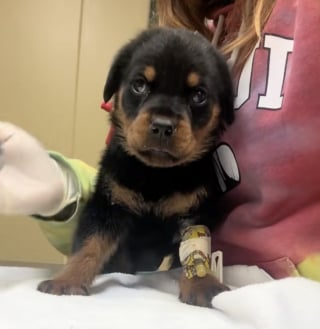 Illustration de l'article : Livr&eacute; &agrave; lui-m&ecirc;me apr&egrave;s le tragique d&eacute;c&egrave;s de son ma&icirc;tre, ce petit Rottweiler est sauv&eacute; de justesse par une association (vid&eacute;o)