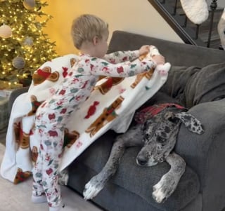 Illustration de l'article : Un petit gar&ccedil;on de 3 ans montre son amour pour ses chiens en leur organisant une soir&eacute;e pyjama pleine de tendresse (vid&eacute;o)