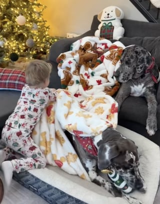 Illustration de l'article : Un petit gar&ccedil;on de 3 ans montre son amour pour ses chiens en leur organisant une soir&eacute;e pyjama pleine de tendresse (vid&eacute;o)