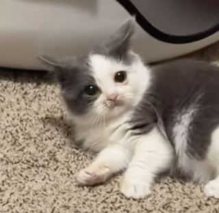 Illustration de l'article : Ce chat minuscule prouve que m&ecirc;me les plus petits peuvent avoir de grandes crises de folie nocturnes (vid&eacute;o)