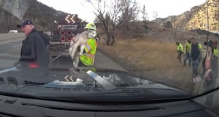 Illustration de l'article : Un chien en fuite refuse de se laisser attraper, la police oblig&eacute;e de bloquer l'autoroute pour sauver un Husky &eacute;puis&eacute; (vid&eacute;o) 