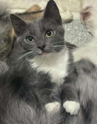 Illustration de l'article : Une joggeuse voit un chaton surgir et s'accrocher &agrave; sa cheville, cette rencontre change la vie de l'animal