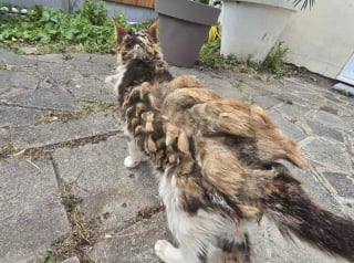 Illustration de l'article : Prisonnier de ses poils emm&ecirc;l&eacute;s, ce chat pr&eacute;nomm&eacute; Dumbledore est m&eacute;tamorphos&eacute; par une tonte salvatrice et un peu d'amour
