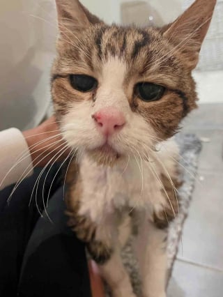 Illustration de l'article : Prisonnier de ses poils emm&ecirc;l&eacute;s, ce chat pr&eacute;nomm&eacute; Dumbledore est m&eacute;tamorphos&eacute; par une tonte salvatrice et un peu d'amour