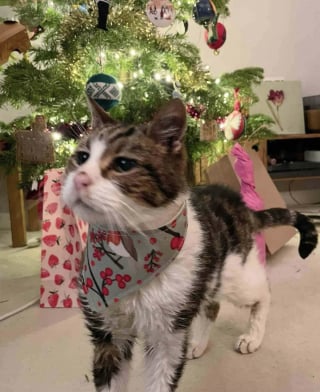 Illustration de l'article : Prisonnier de ses poils emm&ecirc;l&eacute;s, ce chat pr&eacute;nomm&eacute; Dumbledore est m&eacute;tamorphos&eacute; par une tonte salvatrice et un peu d'amour