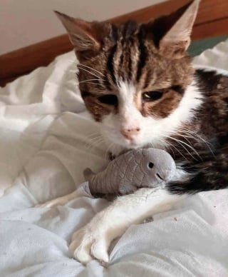 Illustration de l'article : Prisonnier de ses poils emm&ecirc;l&eacute;s, ce chat pr&eacute;nomm&eacute; Dumbledore est m&eacute;tamorphos&eacute; par une tonte salvatrice et un peu d'amour