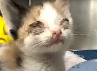 Illustration de l'article : Voisins de quarantaine s&eacute;par&eacute;s par une vitre, ces 2 chatons deviennent ins&eacute;parables d&egrave;s leur rencontre et semblent promis &agrave; un avenir commun