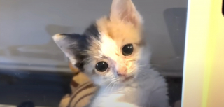 Illustration de l'article : Voisins de quarantaine s&eacute;par&eacute;s par une vitre, ces 2 chatons deviennent ins&eacute;parables d&egrave;s leur rencontre et semblent promis &agrave; un avenir commun